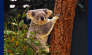 Australia - Koala Bear