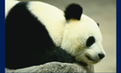 China - Panda