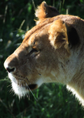 Lion in Kenya