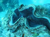 clam in the Great Barrier Reef