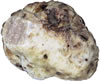 White Truffle